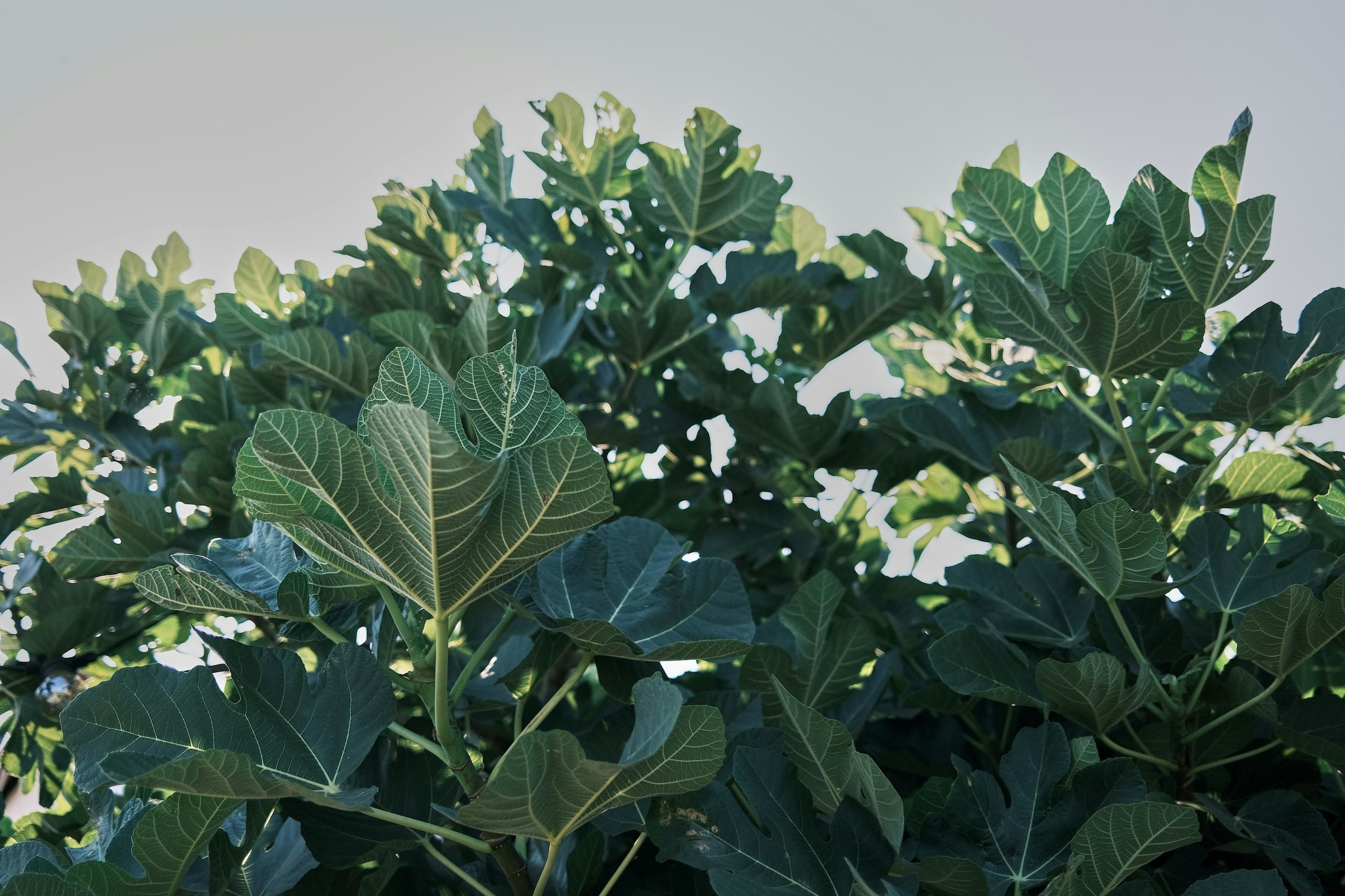 Picture of fig leaves