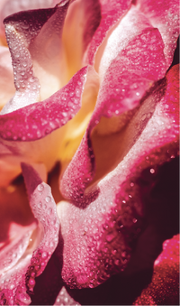 Custom Perfume Reorder