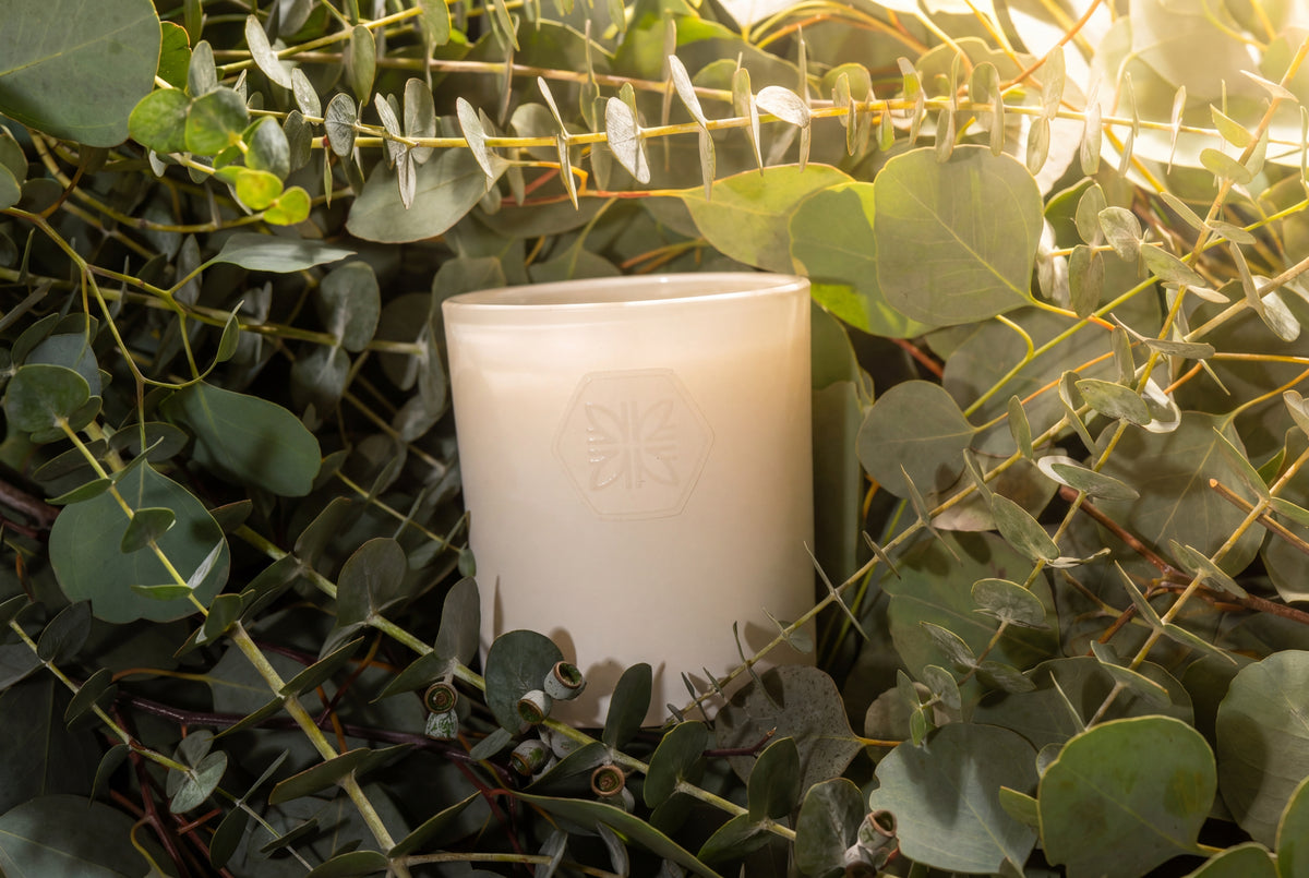 Calistoga Collection candle surrounded by eucalyptus branches - Napa Fragrance