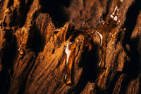 Close-up of a tree trunk with sap dripping from it