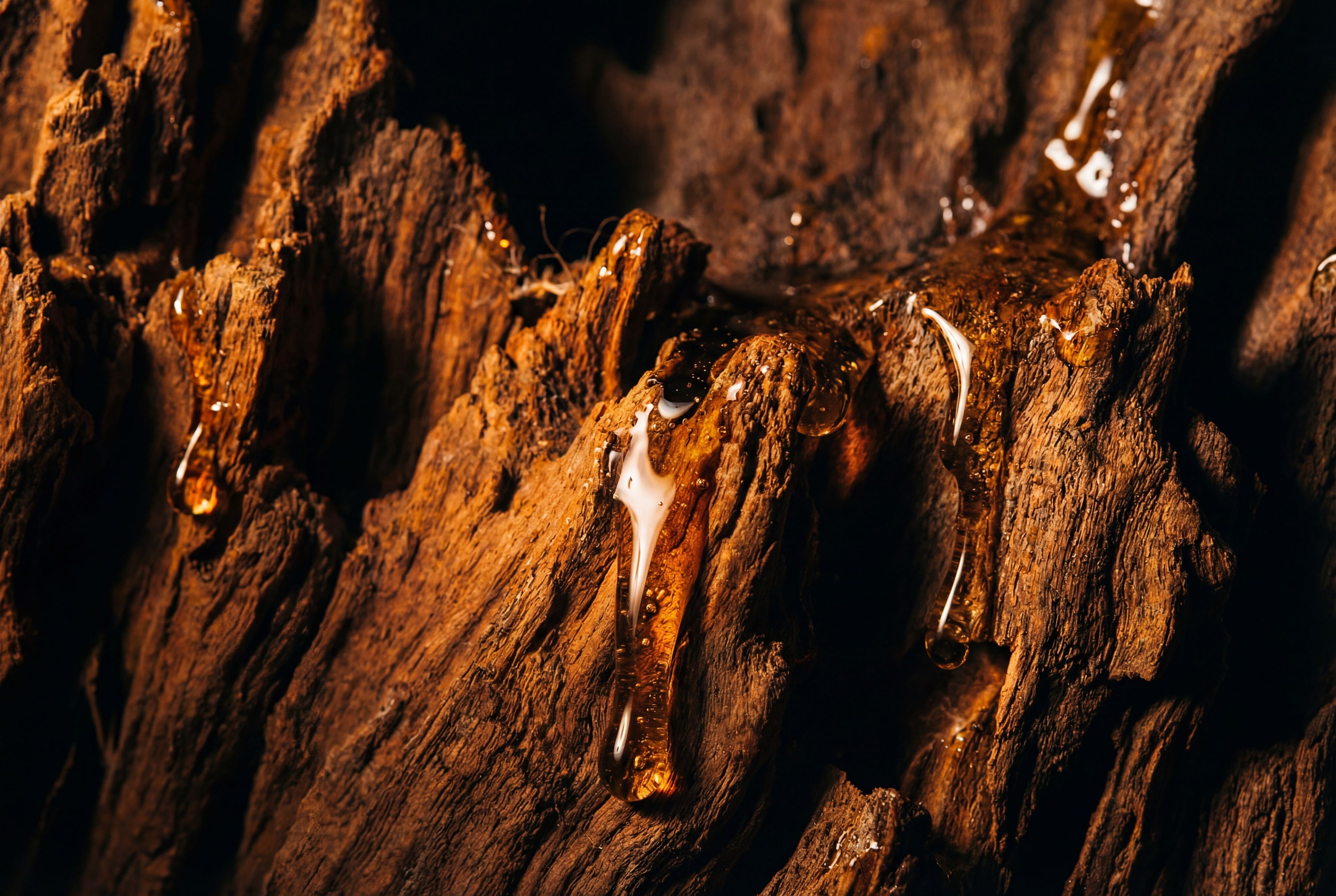 Close-up of a tree trunk with sap dripping from it