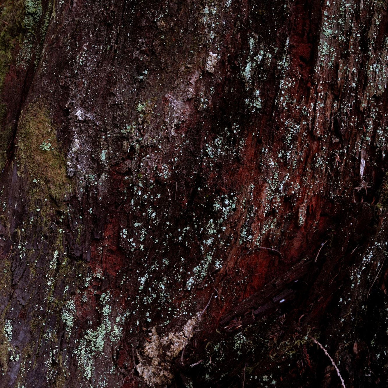 Close-up of a tree trunk with textured bark