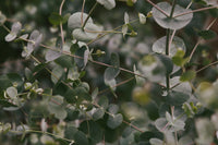 Close-up of eucalyptus leaves with a blurred green background