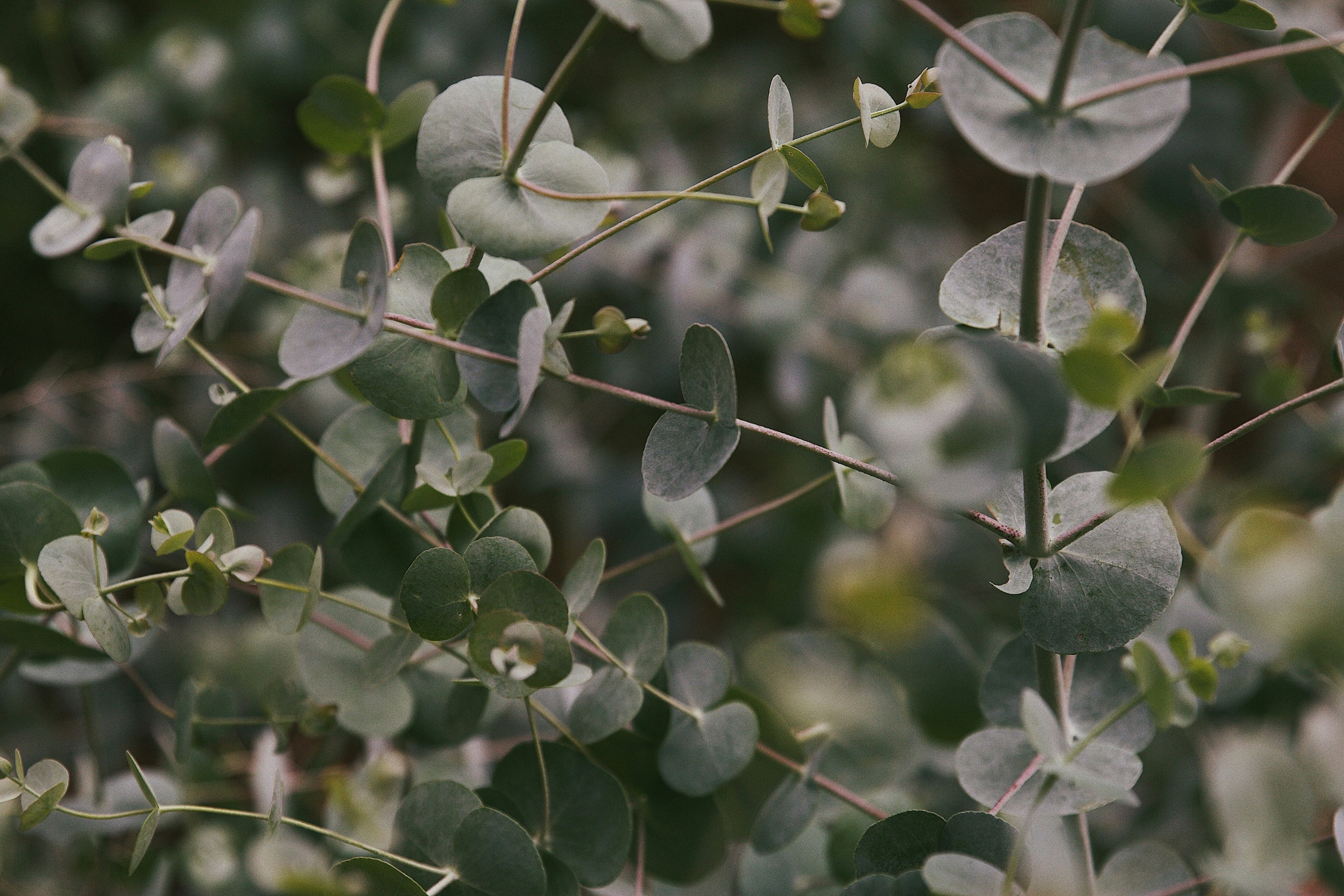 Close-up of eucalyptus leaves with a blurred green background