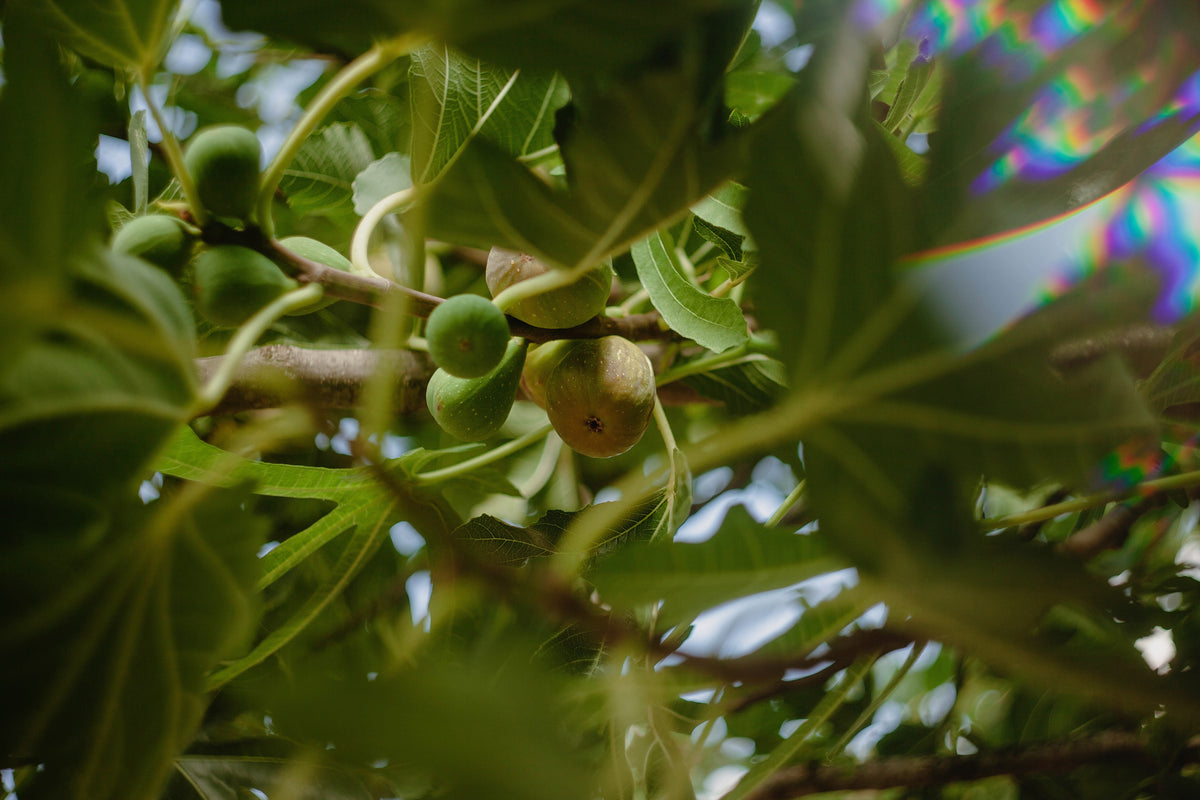 Green fruits on a tree branch with a blurred background