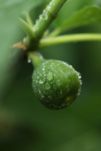 Close-up of a green fruit with water droplets on a blurred green background