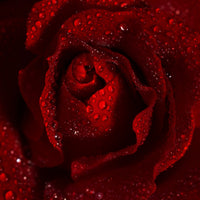 Close-up of a red rose with water droplets on its petals