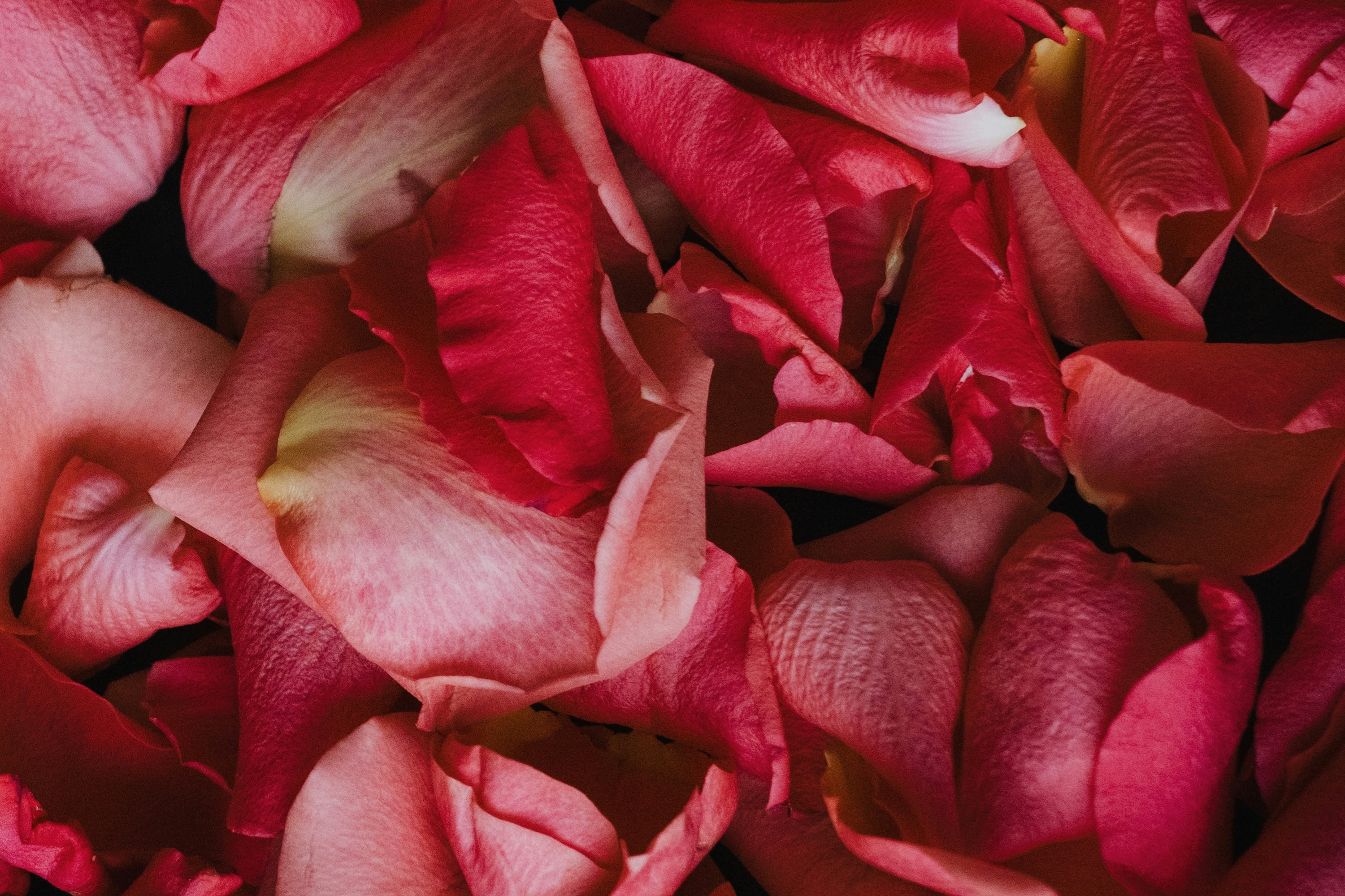Close-up of pink and red rose petals